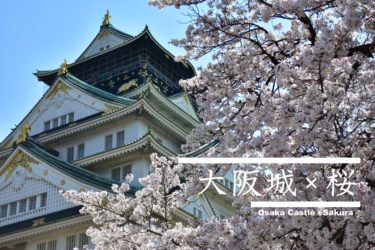 大阪城公園のおすすめ桜スポット